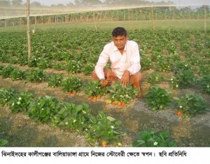 ঝিনাইদহে স্ট্রেবেরী চাষে স্বপনের সাফল্য