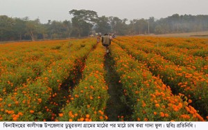 নববর্ষের বাজার ধরতে প্রস্তুতি ফুল ব্যবসায়ীদের