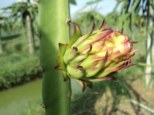 ড্রাগন ফলের ফুল