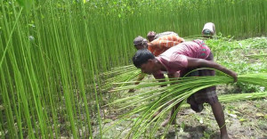 পাটে এবার হাসি ফুটিয়েছে চাষীর মুখে