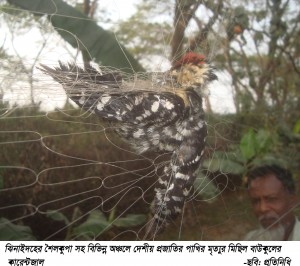 ঝিনাইদহে বাউকুল রক্ষায়  কারেন্ট জাল ব্যবহার করে অবাধে দেশীয় প্রজাতির পাখি নিধন॥ ধ্বংসের মুখে জীব বৈচিত্র 