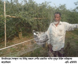 ঝিনাইদহে বাউকুল রক্ষায় কারেন্ট জাল ব্যবহার করে অবাধে দেশীয় প্রজাতির পাখি নিধন॥ ধ্বংসের মুখে জীব বৈচিত্র