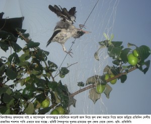 ঝিনাইদহে বাউকুল রক্ষায় কারেন্ট জাল ব্যবহার করে অবাধে দেশীয় প্রজাতির পাখি নিধন॥ ধ্বংসের মুখে জীব বৈচিত্র